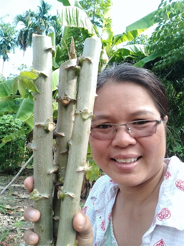 ขายท่อนพร้อมชำมัน5นาที | เมล็ดพันธุ์ดี เกษตรวิถีไทย - เมืองระยอง ระยอง