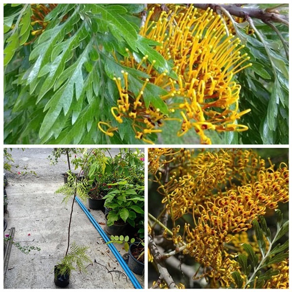 Grevillea robusta โอ๊คสแกนวิลเลีย ราคาต้นละ890บาท