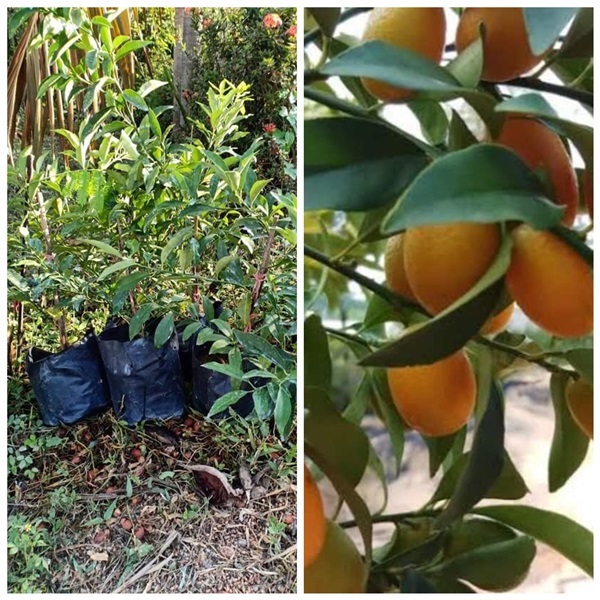 ส้มคัมควอท์ - ส้มกิมจ้อเปลือกหวาน ราคาต้นละ450บาท