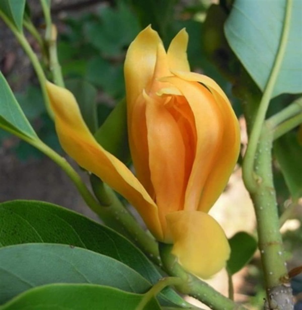 จำปัสีทอง สวยแปลก น่าค้นหา บำรุงดี ๆ ออกดอกได้ทั้งปี ราคาต้น | Drenglish Garden มหาสารคาม - กันทรวิชัย มหาสารคาม