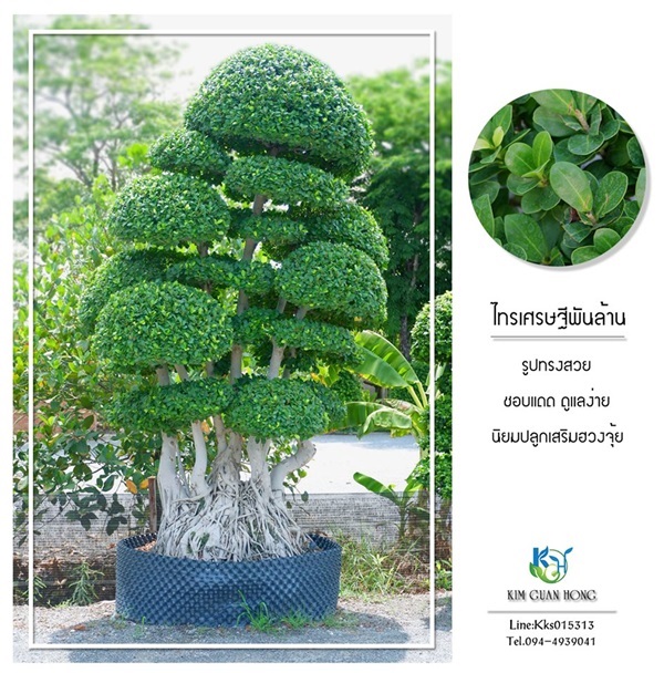 ไทรเศรษฐีพันล้าน1 | บริษัท กิมการ์เด้นโฮลดิ้ง จำกัด (สำนักงานใหญ่) - บางใหญ่ นนทบุรี