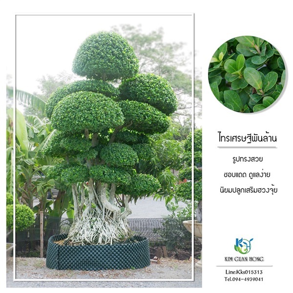 ไทรเศรษฐีพันล้าน2 | บริษัท กิมการ์เด้นโฮลดิ้ง จำกัด (สำนักงานใหญ่) - บางใหญ่ นนทบุรี