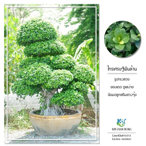 ไทรเศรษฐีพันล้าน(ทรงเตี้ย) | บริษัท กิมการ์เด้นโฮลดิ้ง จำกัด (สำนักงานใหญ่) - บางใหญ่ นนทบุรี