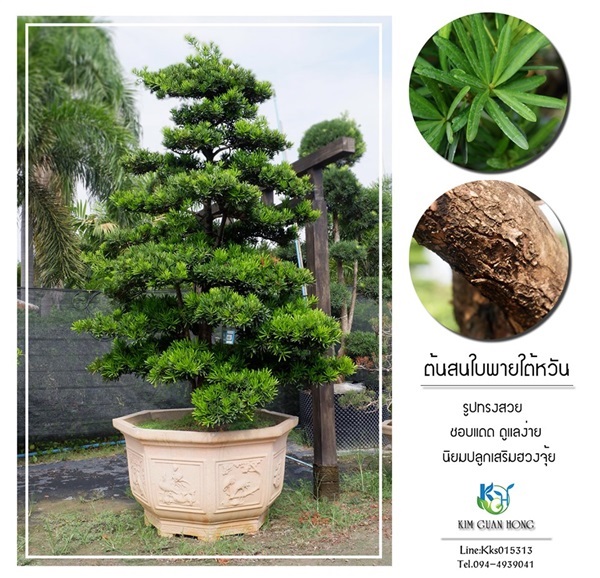 สนใบพายใต้หวัน | บริษัท กิมการ์เด้นโฮลดิ้ง จำกัด (สำนักงานใหญ่) - บางใหญ่ นนทบุรี