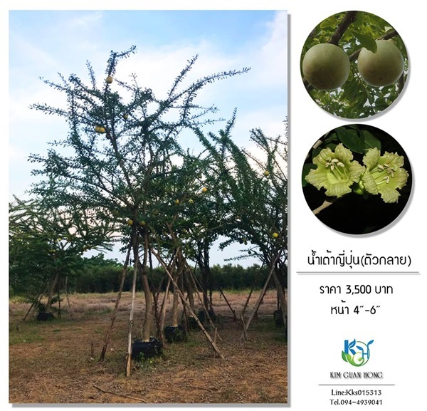 นำเต้าญี่ปุ่น(ตัวกลาย) | บริษัท กิมการ์เด้นโฮลดิ้ง จำกัด (สำนักงานใหญ่) - บางใหญ่ นนทบุรี