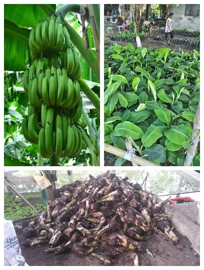 พันธ์กล้วยหอมทองปทุม พันธ์แท้ 100% | อากอล์ฟ พันธุ์กล้วย - หนองเสือ ปทุมธานี