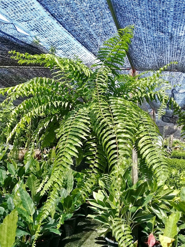 สไบนาง | สวนคุณจำลอง - บางกรวย นนทบุรี