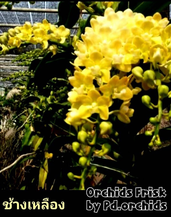 ไม้ขวด ช้างเหลือง PD | Orchids Frisk by PD.orchids - วัฒนา กรุงเทพมหานคร