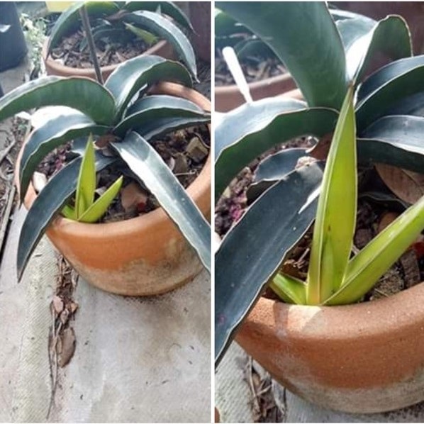 Sansevieria zibarrica