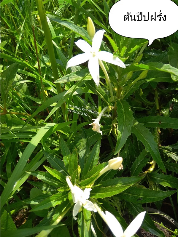 ต้นดอกปีปฝรั่ง/แสนปะสะ | สวนเกษตรอินทรีย์ - พนัสนิคม ชลบุรี
