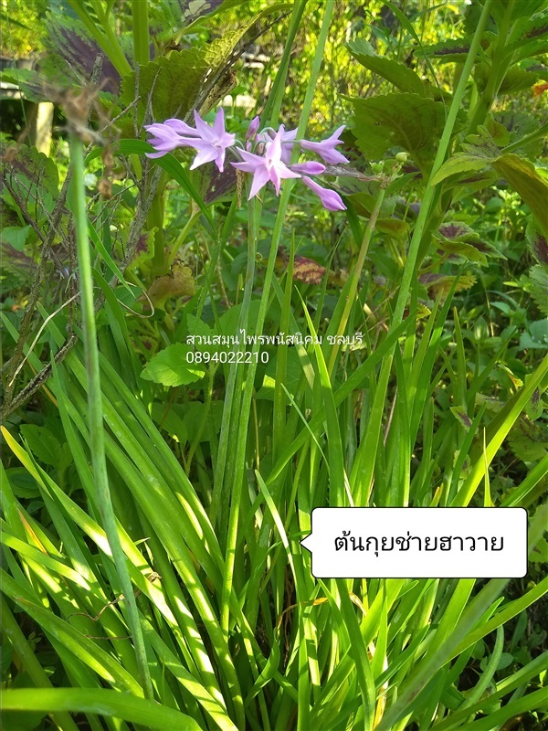 ขายต้นกุยช่ายฮาวาย | สวนเกษตรอินทรีย์ - พนัสนิคม ชลบุรี