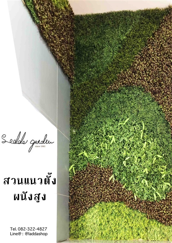 สวนเเนวตั้งผนังสูง | laddagarden - ลาดหลุมแก้ว ปทุมธานี