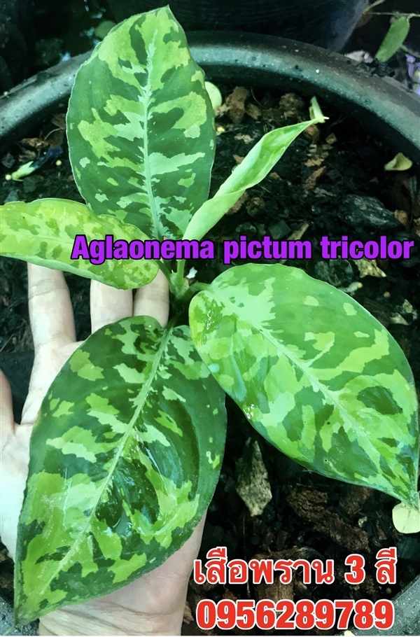 เสือพรานสามสี,Aglaonema pictum tricolor,.. | อัญชัน seeds - สวนหลวง กรุงเทพมหานคร