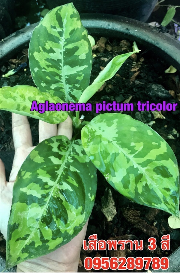 เสือพรานสามสี,Aglaonema pictum tricolor,..