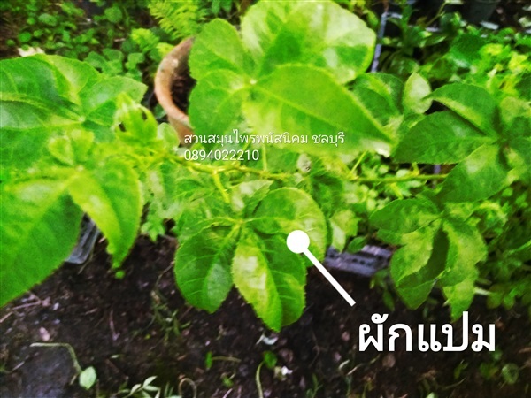 ขายผักแปม | สวนเกษตรอินทรีย์ - พนัสนิคม ชลบุรี