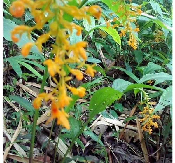 จำหน่ายต้นเข้าพรรษาดอกเหลืองส้ม ราคาต้นละ 25 บาทขั้นต่ำ 12  | Drenglish Garden มหาสารคาม - กันทรวิชัย มหาสารคาม