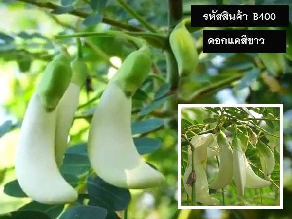 เมล็ดพันธุ์ดอกแคสีขาว | shopmaletpan -  เชียงใหม่
