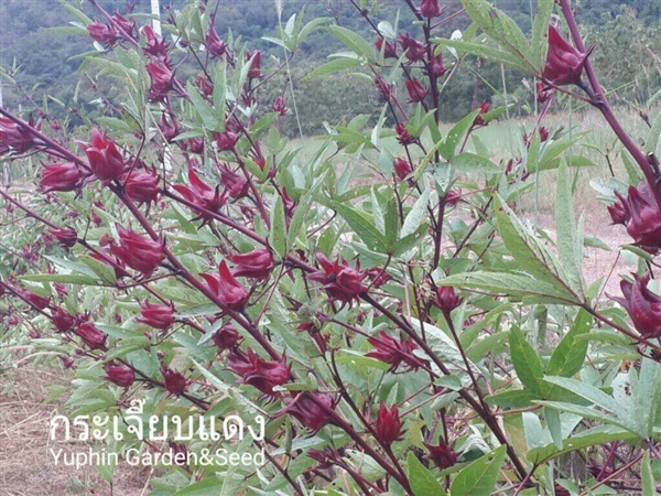 กระเจี๊ยบแดง | Yuphin Garden&Seed - กระทุ่มแบน สมุทรสาคร