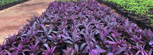 หัวใจสีม่วง ดวงใจม่วง purple heart plant ไม้ประดับ ฟอกอากาศ | Alungkarn - เมืองราชบุรี ราชบุรี