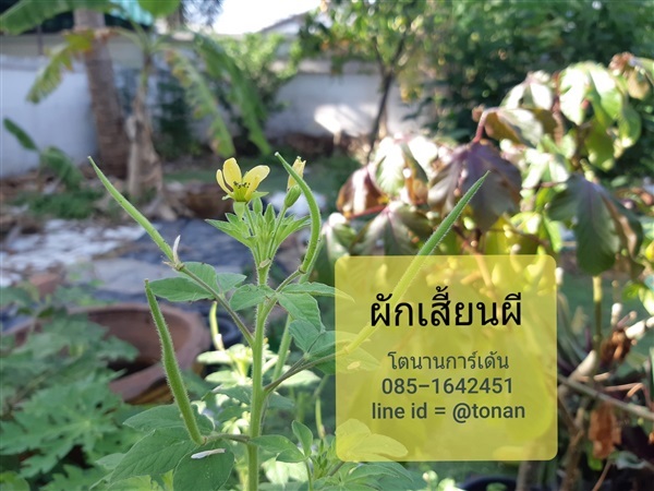 ผักเสี้ยนผี | บ้านหญ้าหวาน โตนานการ์เด้น นนทบุรี - ปากเกร็ด นนทบุรี