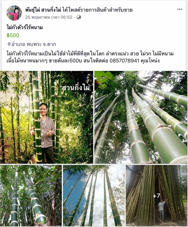 ไผ่กัวดัวไร้หนามไผ่ใช้ลำไม้ดีที่สุดในโลก | สวนกิ่งไผ่ - แม่สอด ตาก