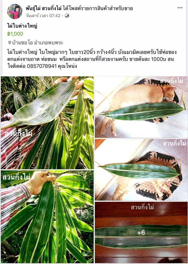 ไผ่ใบด่างใหญ่