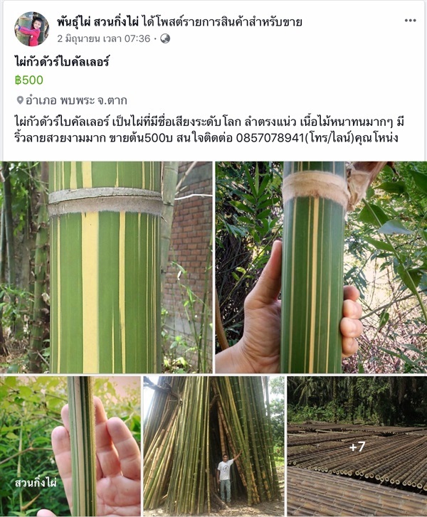 ไผ่กัวดัวไบคัลเลอร์ | สวนกิ่งไผ่ - แม่สอด ตาก