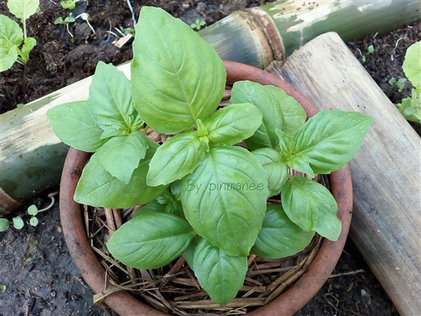 เมล็ดพันธุ์ อิตตาเลี่ยนเบซิล Italian-Basil | สวนพอเพียง - บ้านค่าย ระยอง