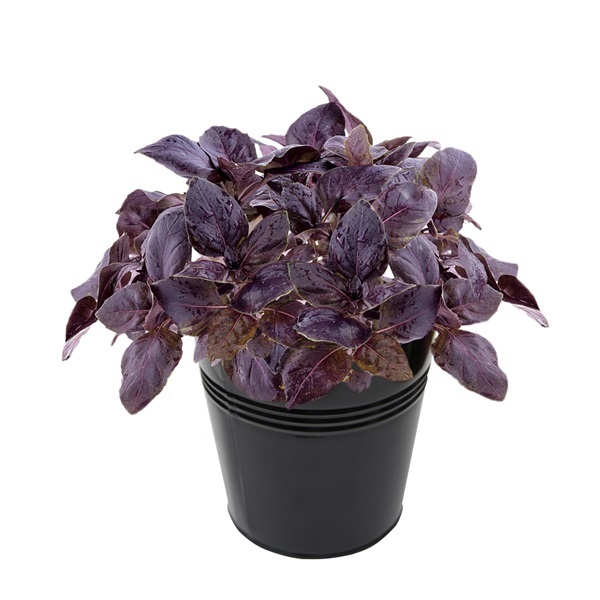 เมล็ดพันธุ์ อิตตาเลี่ยนเบซิลสีม่วง Purple-Italian-Basil | สวนพอเพียง - บ้านค่าย ระยอง