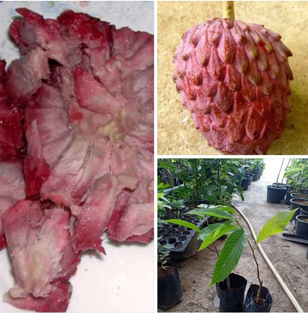 Red Atemoya เป็นลูกผสมระหว่าง cherimoya และแอปเปิ้ลน้อยหน่า  | สายทองพืชสมุนไพร - บางพลี สมุทรปราการ