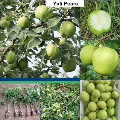 ลูกแพร พันธุ์ ยาลิ ( Yali Pears )กล้าละ 470 บาท 