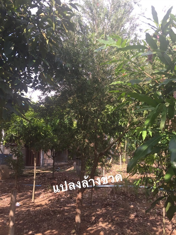 ต้นแปรงล้างขวดนม | สวนประกอบโชค - เมืองปราจีนบุรี ปราจีนบุรี