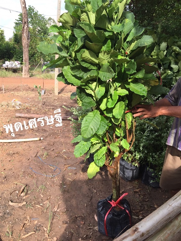 พุดเศรษฐี | สวนประกอบโชค - เมืองปราจีนบุรี ปราจีนบุรี