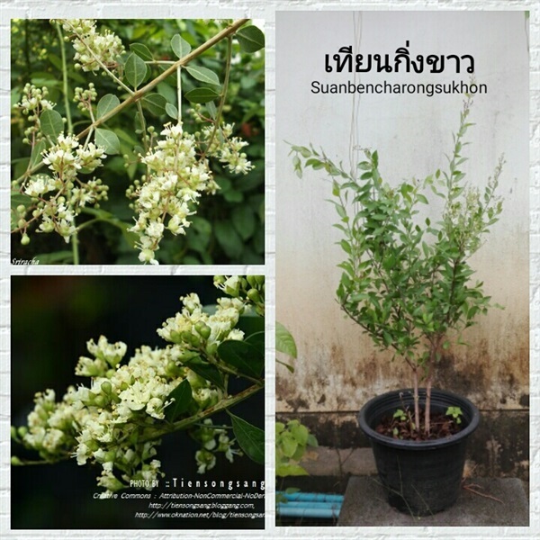 เทียนกิ่งขาว (ดอกหอมแรง) | สวนเบญจรงค์สุคนธ์ -  นครราชสีมา