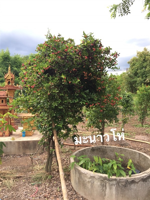 มะนาวโห่ | สวนประกอบโชค - เมืองปราจีนบุรี ปราจีนบุรี