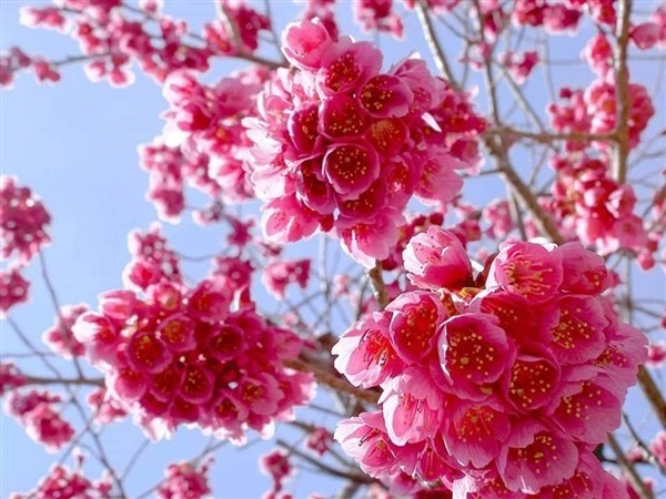 ซากุระญี่ปุ่นแท้พันธ์โอกินาว่า ออกดอกในพื้นที่ไม่สูงมากนัก  | Drenglish Garden มหาสารคาม - กันทรวิชัย มหาสารคาม