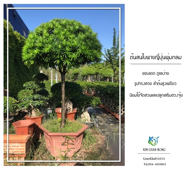 สนใบพายญี่ปุ่นพุ่มกลม | บริษัท กิมการ์เด้นโฮลดิ้ง จำกัด (สำนักงานใหญ่) - บางใหญ่ นนทบุรี