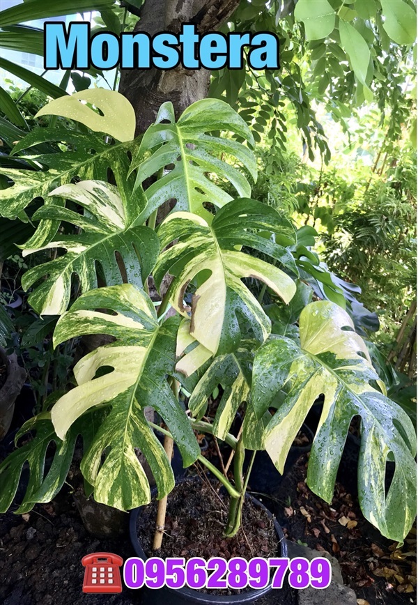 Monstera Variegated ,Monstera bosigiana yellow.มอนสเตอร่า | อัญชัน seeds - สวนหลวง กรุงเทพมหานคร