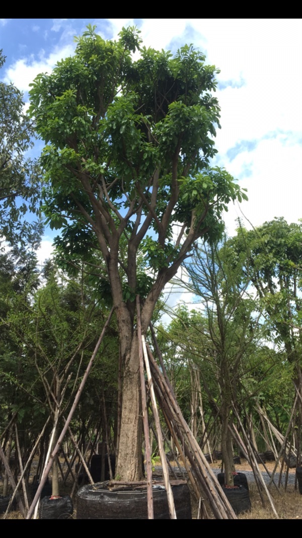 ต้นจิกน้ำ | สวน ทับทิม การ์เด้นท์ - แก่งคอย สระบุรี