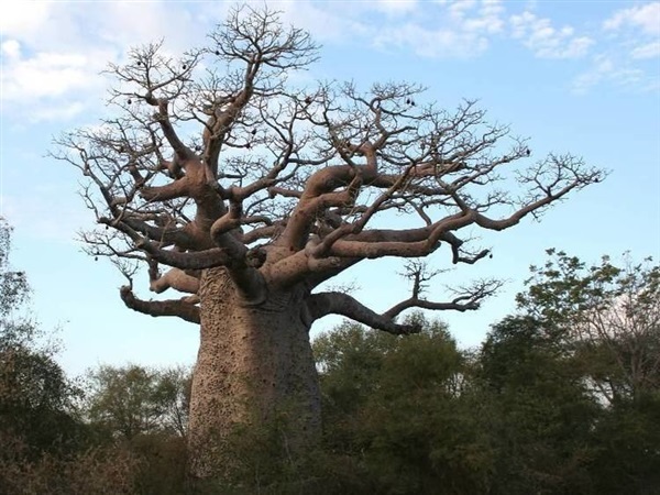 เบาบับมาดากัสการ์ - Adansonia madagascarensis | ร้านพันธุ์ไม้นอก - ปรางค์กู่ ศรีสะเกษ