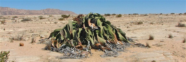 ปีศาจทะเลทราย - Welwitschia mirabilis seed
