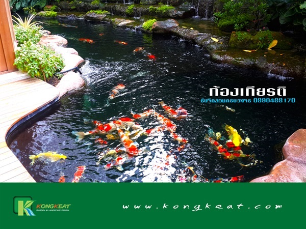 รับทำบ่อปลาคาร์ฟ รับจัดสวนครบวงจร | ก้องเกียรติ รับจัดสวนครบวงจร  - บ้านแพ้ว สมุทรสาคร