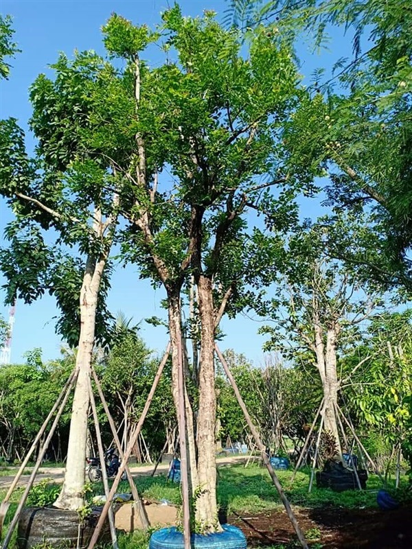 ต้นแคนา | สวนนพดลพันธุ์ไม้ - บ้านนา นครนายก