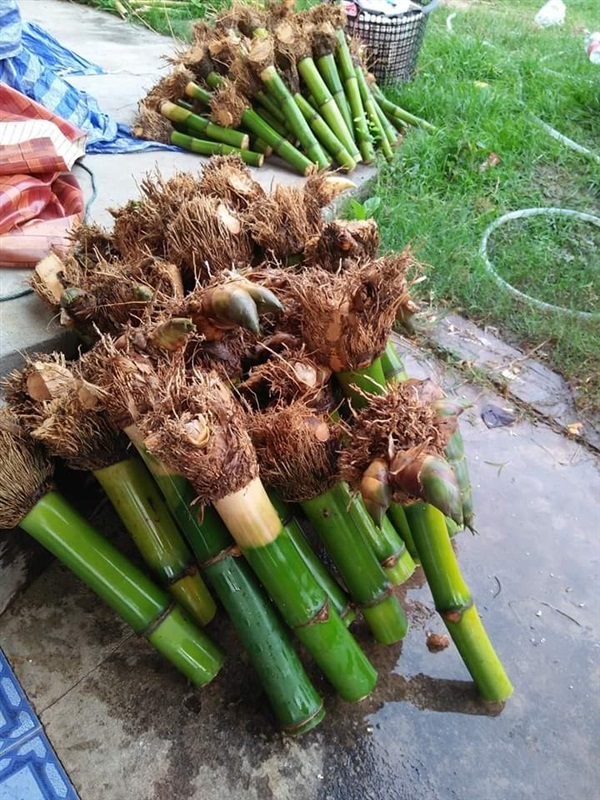 กิมชุงลืมแล้ง | เมล็ดพันธุ์ดี เกษตรวิถีไทย - เมืองระยอง ระยอง