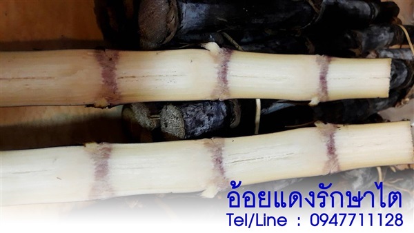 ขายอ้อยแดงรักษาไต ราคาถูก จัดส่งทั่วประเทศ
