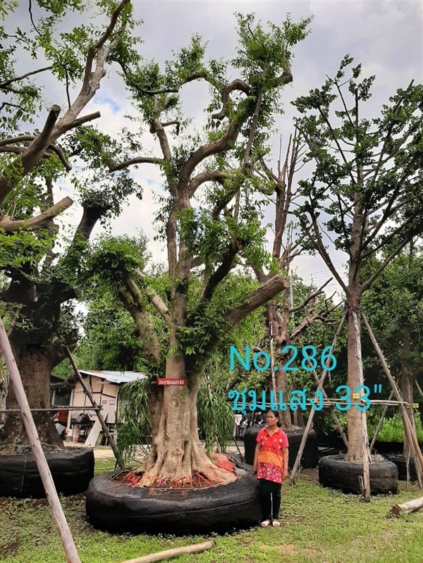 ชุมแสง No. 286 | ร้านป้าแดง(คลอง6) -  ปทุมธานี