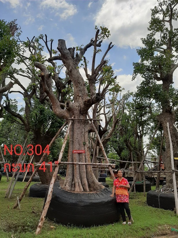 กะบก No. 304 | ร้านป้าแดง(คลอง6) -  ปทุมธานี