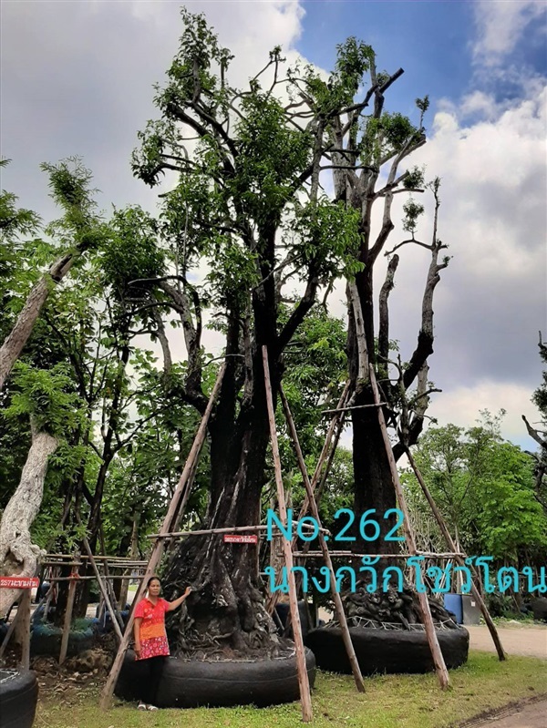 นางกวัก No. 262 | ร้านป้าแดง(คลอง6) -  ปทุมธานี