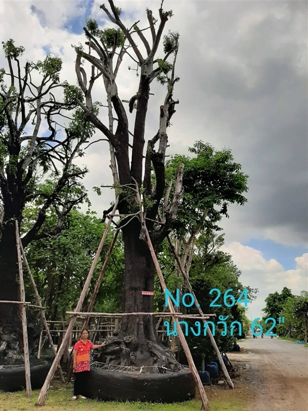 นางกวัก No. 264 | ร้านป้าแดง(คลอง6) -  ปทุมธานี