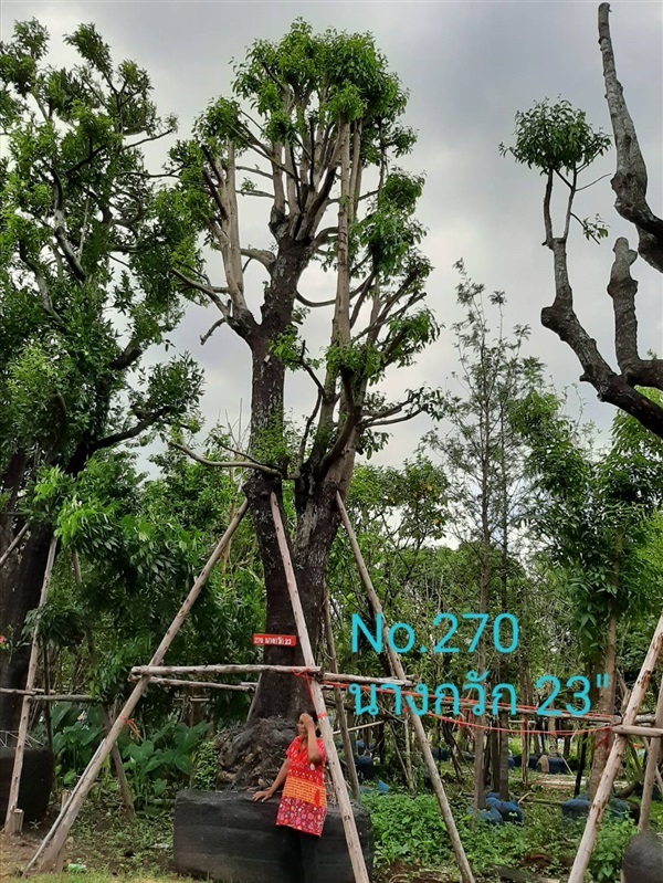 นางกวัก No. 270 | ร้านป้าแดง(คลอง6) -  ปทุมธานี